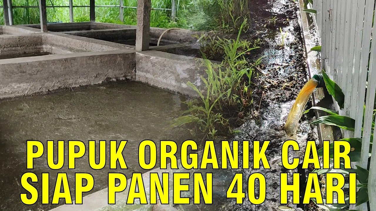 
                                 POC-Limbah-Kotoran-Sapi-Siap-Panen-Dalam-40-Hari-Balai-Inseminasi-Buatan-Lembang
